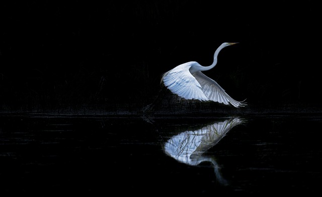 pixabay_egret-7262234_640