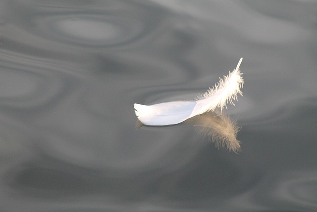 pixabay_feather-5710948_640